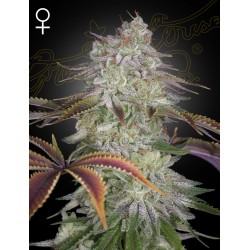 ALIENZ · Green House Seeds · cannabis seeds · Fem
