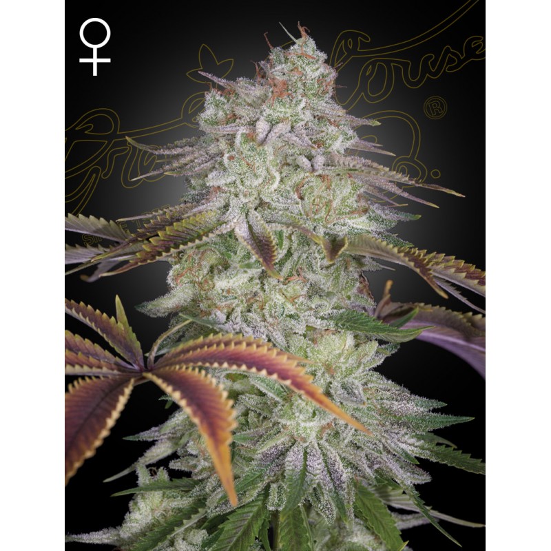 ALIENZ · Green House Seeds · semi di canapa · Fem