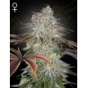 ALIENZ · Green House Seeds · cannabis seeds · Fem
