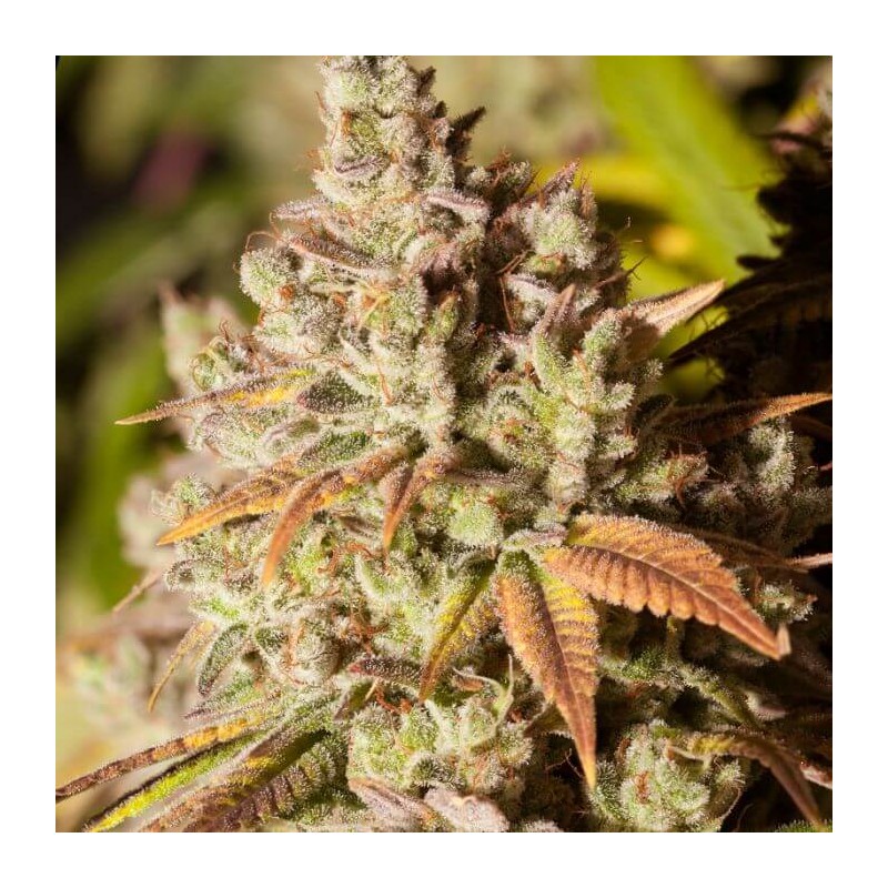 GORILLA GLUE · Dr Green Seeds · bulk cannabis seeds · Fem