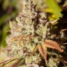 GORILLA GLUE · Dr Green Seeds · semillas de marihuana a granel · Fem