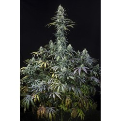 EARLY AMNESIA CBD · Dinafem · semi di canapa · Fem
