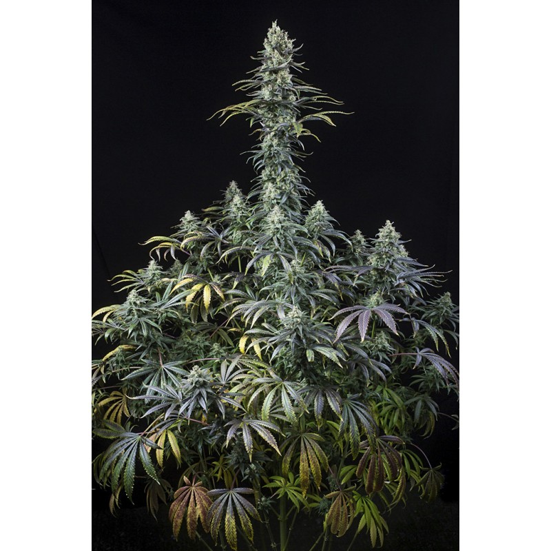 EARLY AMNESIA CBD · Dinafem · semillas de marihuana · Fem