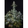 EARLY AMNESIA CBD · Dinafem · cannabis seeds · Fem