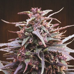 Purple Haze x Malawi · Ace Seeds · semillas de marihuana · Fem
