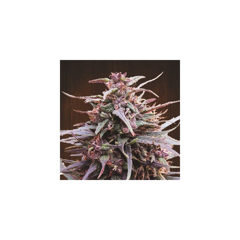 Purple Haze x Malawi · Ace Seeds · semi di canapa · Fem