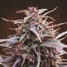 Purple Haze x Malawi · Ace Seeds · semillas de marihuana · Fem