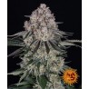 SOUR DIESEL AUTO · Barneys Farm · semillas de marihuana · AutoFem