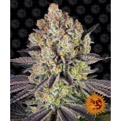 RUNTZ · Barneys Farm · semillas de marihuana · Fem