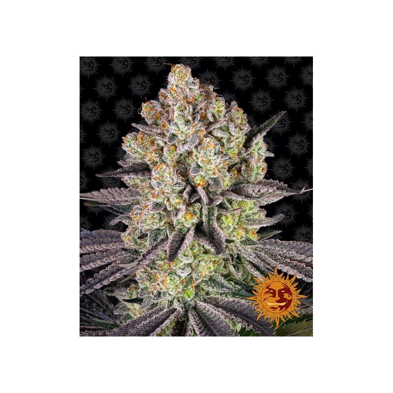 RUNTZ · Barneys Farm · semillas de marihuana · Fem