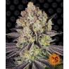 RUNTZ · Barneys Farm · cannabis seeds · Fem