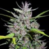 Honduras x Panama · Ace Seeds · semi di canapa · Fem