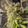 Super Malawi Haze · Ace Seeds · cannabis seeds · Fem