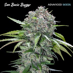 San Bacio Burger · Advanced Seeds · semillas de marihuana · Fem