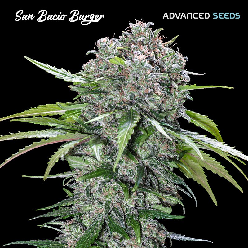 San Bacio Burger · Advanced Seeds · semi di canapa indiana · Fem