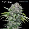 San Bacio Burger · Advanced Seeds · semi di canapa indiana · Fem