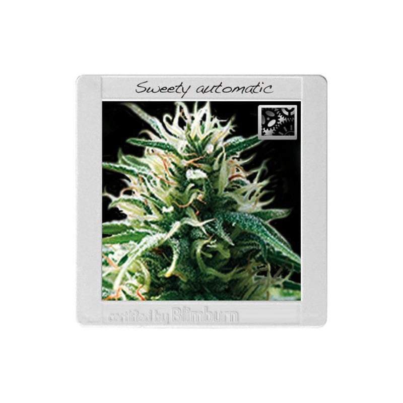 Sweety Auto · Blimburn Seeds · semillas de marihuana · AutoFem