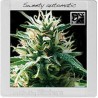 Sweety Auto · Blimburn Seeds · cannabis seeds · AutoFem