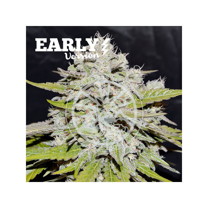 BAY BURGER EARLY VERSION · Delicious · semillas de marihuana · Fem