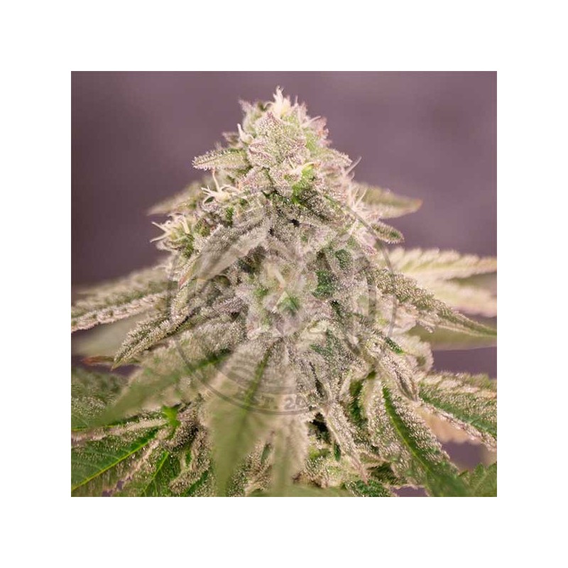 BAY BURGER · Delicious · semillas de marihuana · Fem