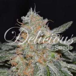 CRITICAL NEVILLE HAZE 2.0...