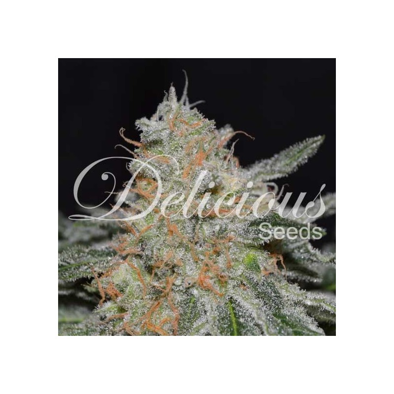 CRITICAL NEVILLE HAZE 2.0 · Delicious · semillas de marihuana · Fem