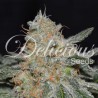 CRITICAL NEVILLE HAZE 2.0 · Delicious · semillas de marihuana · Fem