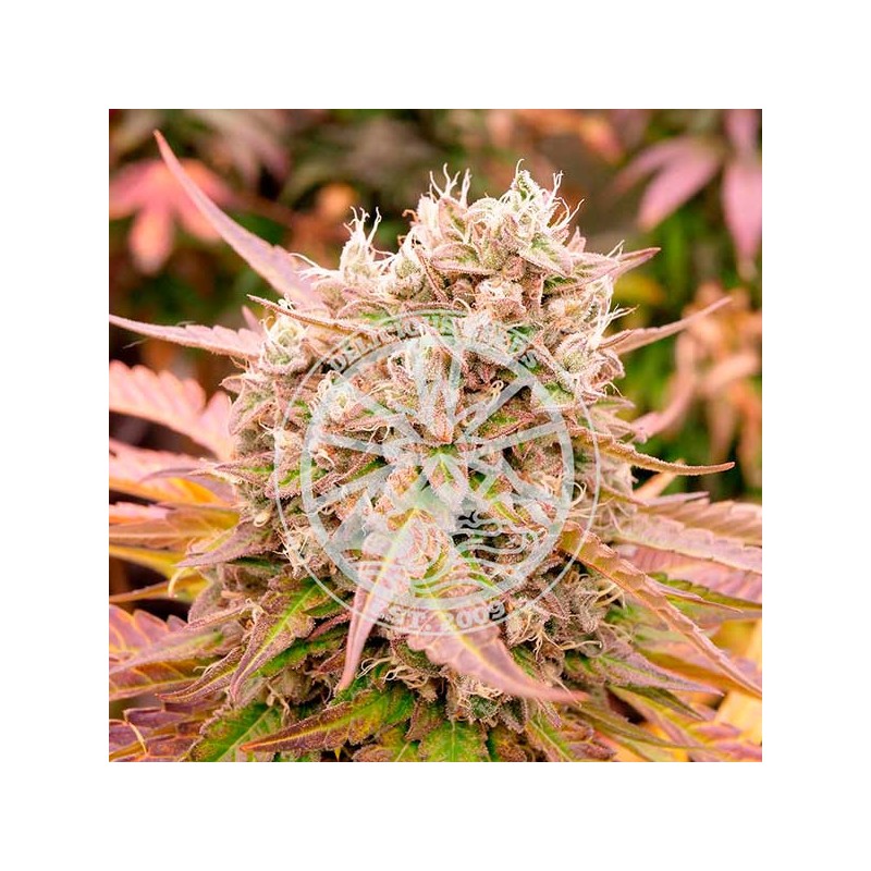 DARK LEMONADE AUTO · Delicious · semillas de marihuana · AutoFem