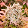 DARK LEMONADE AUTO · Delicious · semillas de marihuana · AutoFem