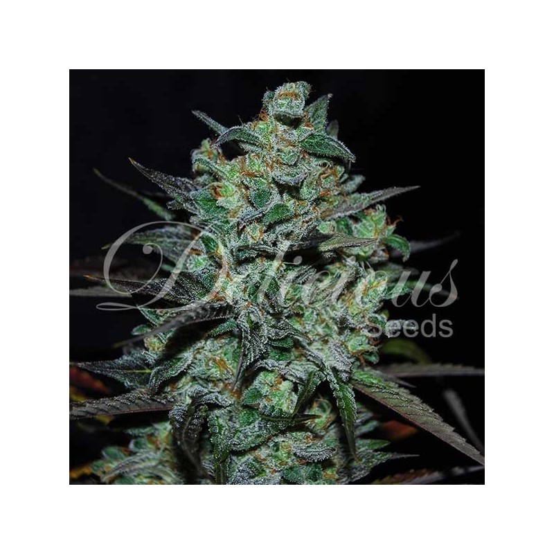 NORTHERN LIGHT BLUE THC FREE · Delicious · semillas de marihuana · Fem