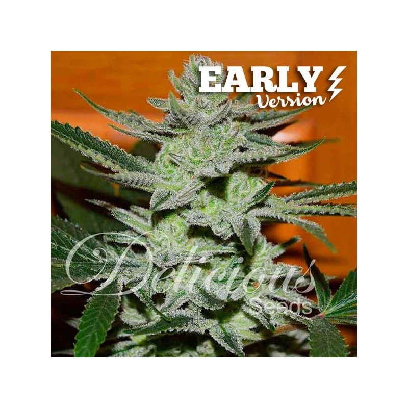 UNKNOWN KUSH EARLY VERSION · Delicious · semillas de marihuana · Fem