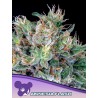 AMNESIA FLASH · Anesia Seeds · semillas de marihuana · Fem