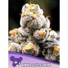 ANESIA SCOUT COOKIES · Anesia Seeds · semi di canapa · Fem