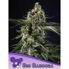 BIG BAZOOKA · Anesia Seeds · semillas de marihuana · Fem