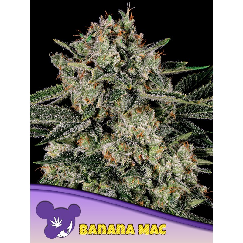 BANANA MAC · Anesia Seeds · cannabis seeds · Fem