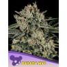 BANANA MAC · Anesia Seeds · semillas de marihuana · Fem