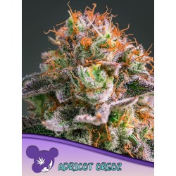 APRICOT OREOZ · Anesia Seeds · semi di canapa · Fem