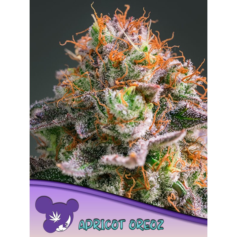 APRICOT OREOZ · Anesia Seeds · semi di canapa · Fem