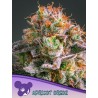 APRICOT OREOZ · Anesia Seeds · cannabis seeds · Fem