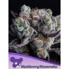 BLACKBERRY MOONROCKS · Anesia Seeds · semi di canapa · Fem
