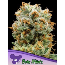 BOLA MINTZ · Anesia Seeds · semi di canapa · Fem