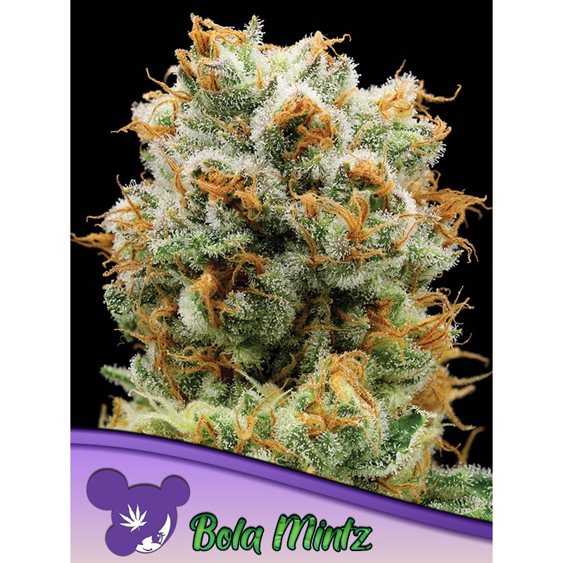 BOLA MINTZ · Anesia Seeds · semi di canapa · Fem