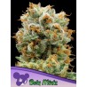 BOLA MINTZ · Anesia Seeds · cannabis seeds · Fem