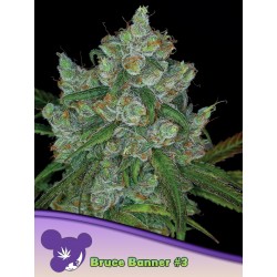 BRUCE BANNER 3 · Anesia Seeds · semi di canapa · Fem