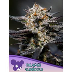 CALYPSO SUNROCKS · Anesia Seeds · semillas de marihuana · Fem