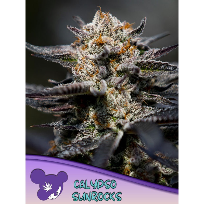 CALYPSO SUNROCKS · Anesia Seeds · semillas de marihuana · Fem
