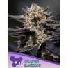 CALYPSO SUNROCKS · Anesia Seeds · semillas de marihuana · Fem