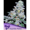 CAPTAIN FUTURE · Anesia Seeds · semillas de marihuana · Fem