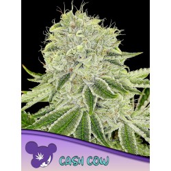 CASH COW · Anesia Seeds · semillas de marihuana · Fem