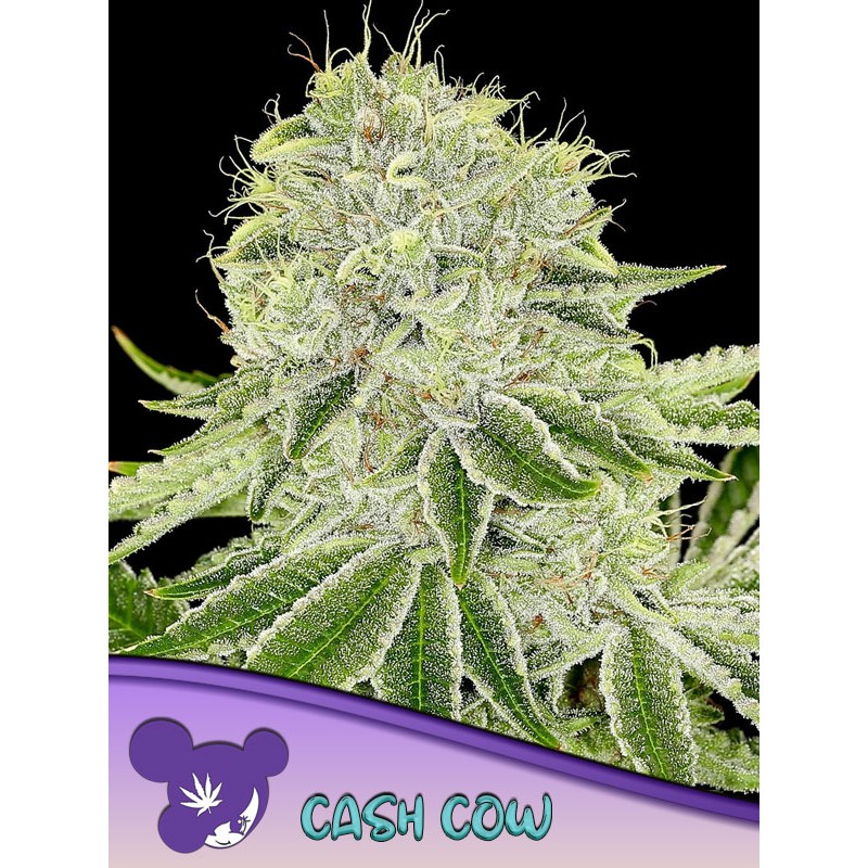 CASH COW · Anesia Seeds · semi di canapa · Fem
